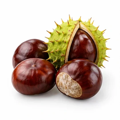 Castanha da Índia